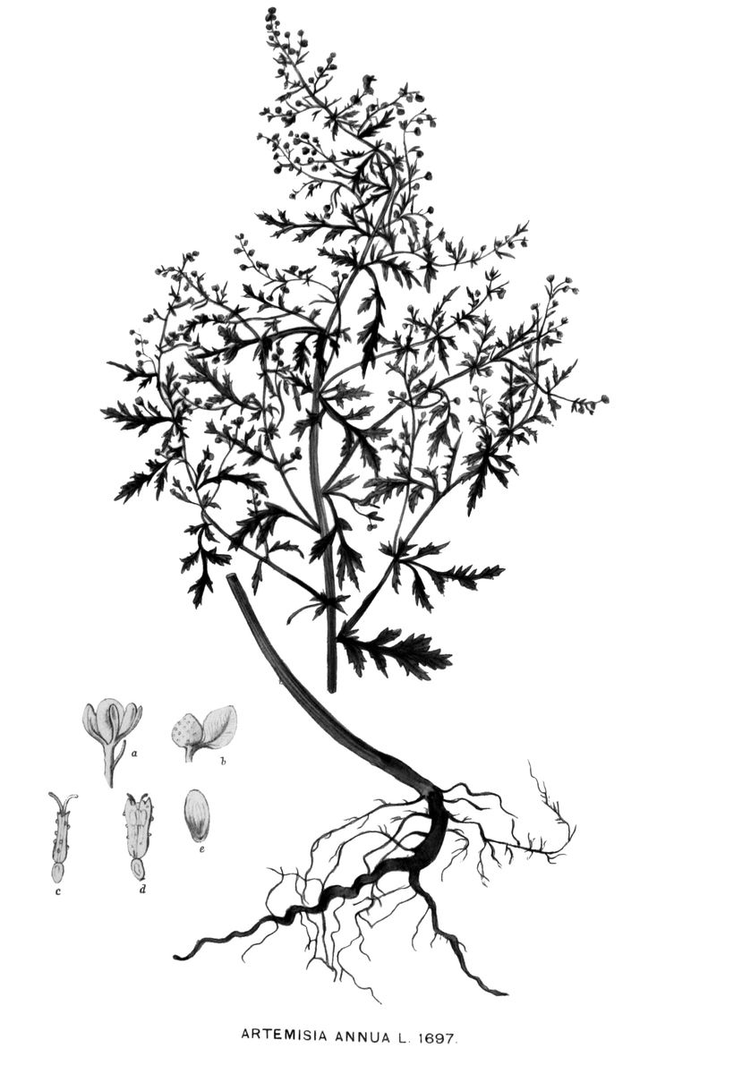 Lámina botánica antigua del ajenjo dulce (Artemisia annua)
