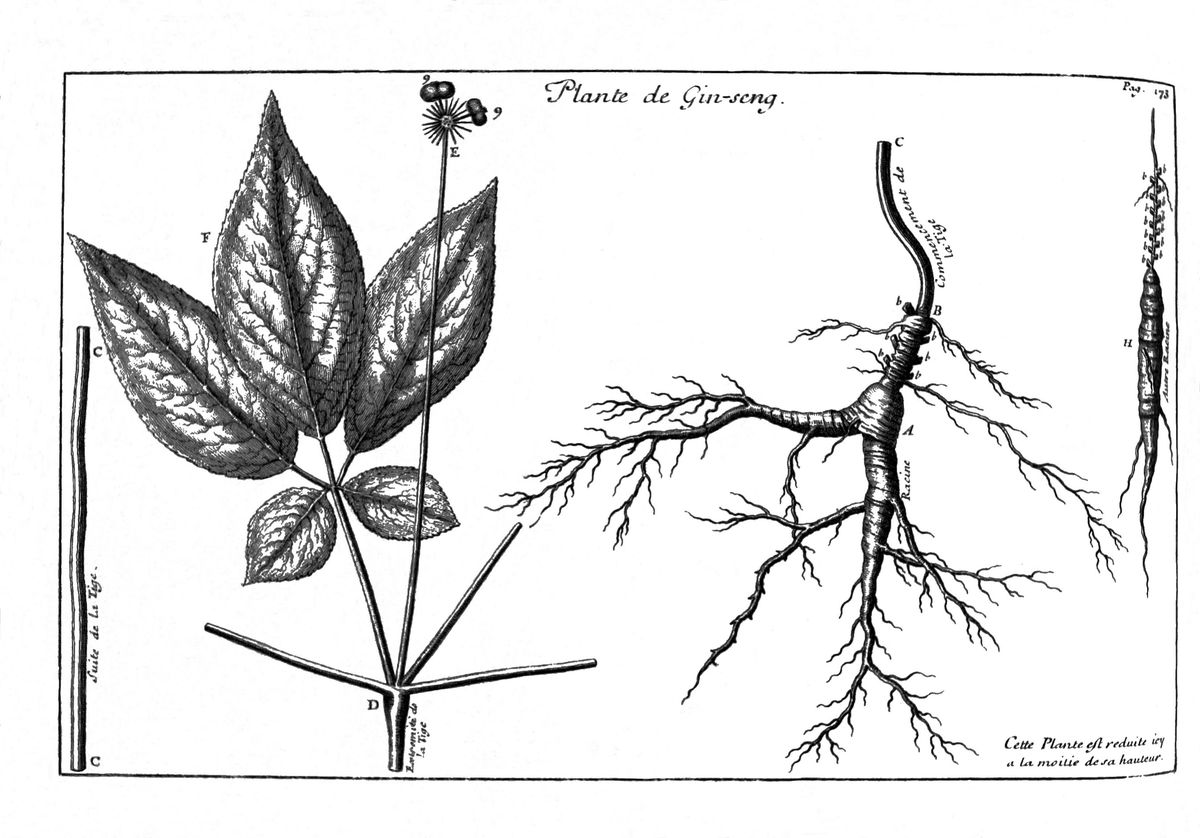 Lámina antigua del ginseng (Panax ginseng), 1717