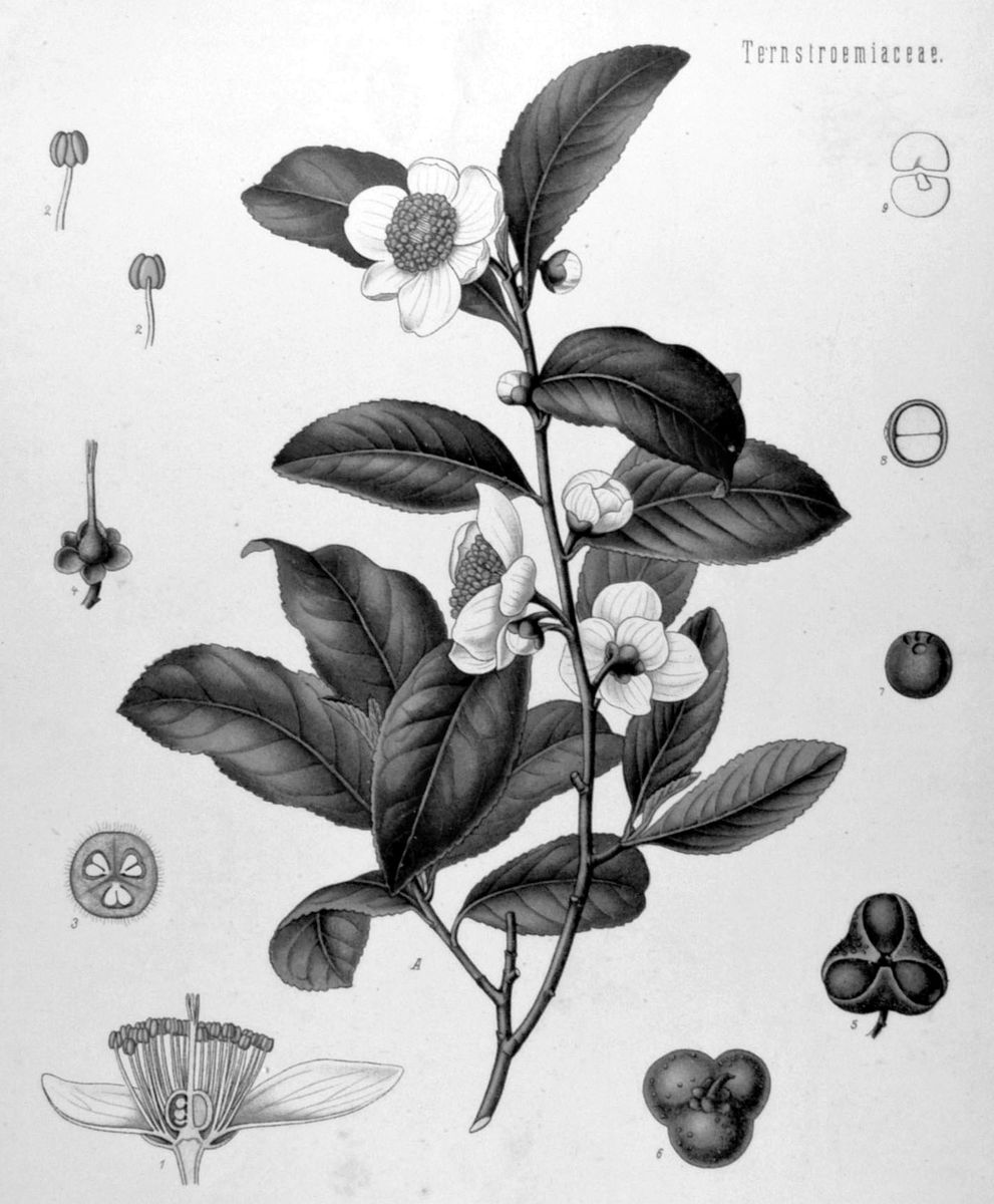 Lámina botánica antigua del té (Camellia sinensis)
